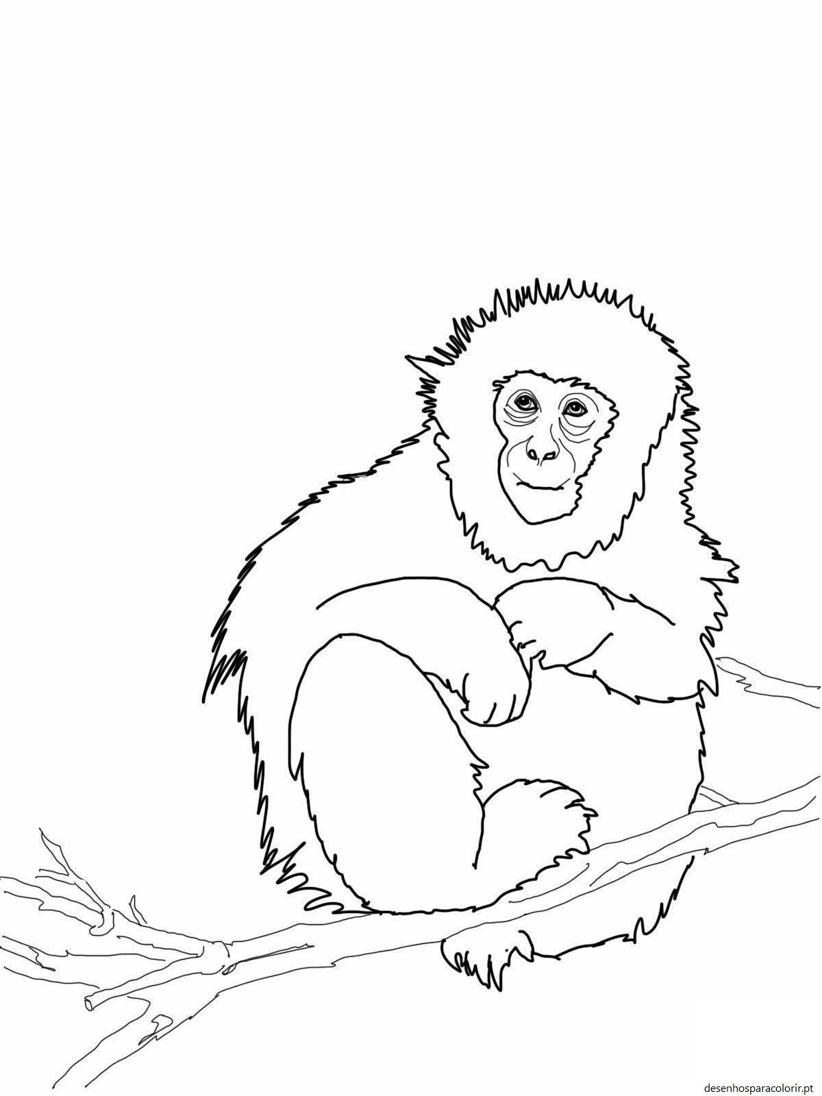 Desenhos de macacos para imprimir e pintar 10